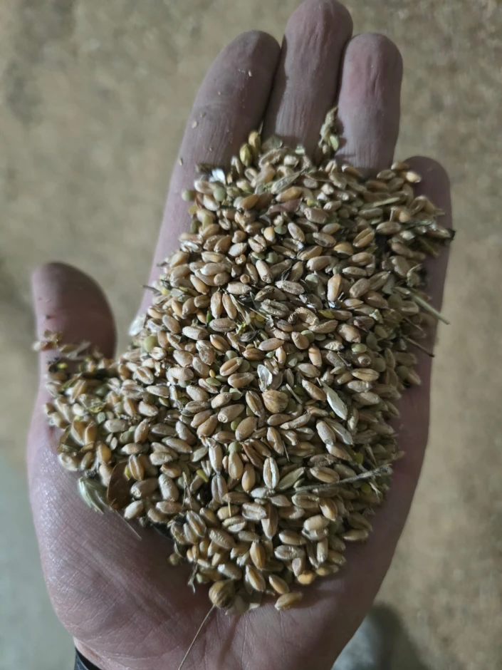 Продам пшеницу кормовую #1