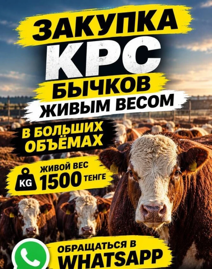 Закуп КРС бычков от 6 до 18 месяцев, в больших объемах, живым весом #1