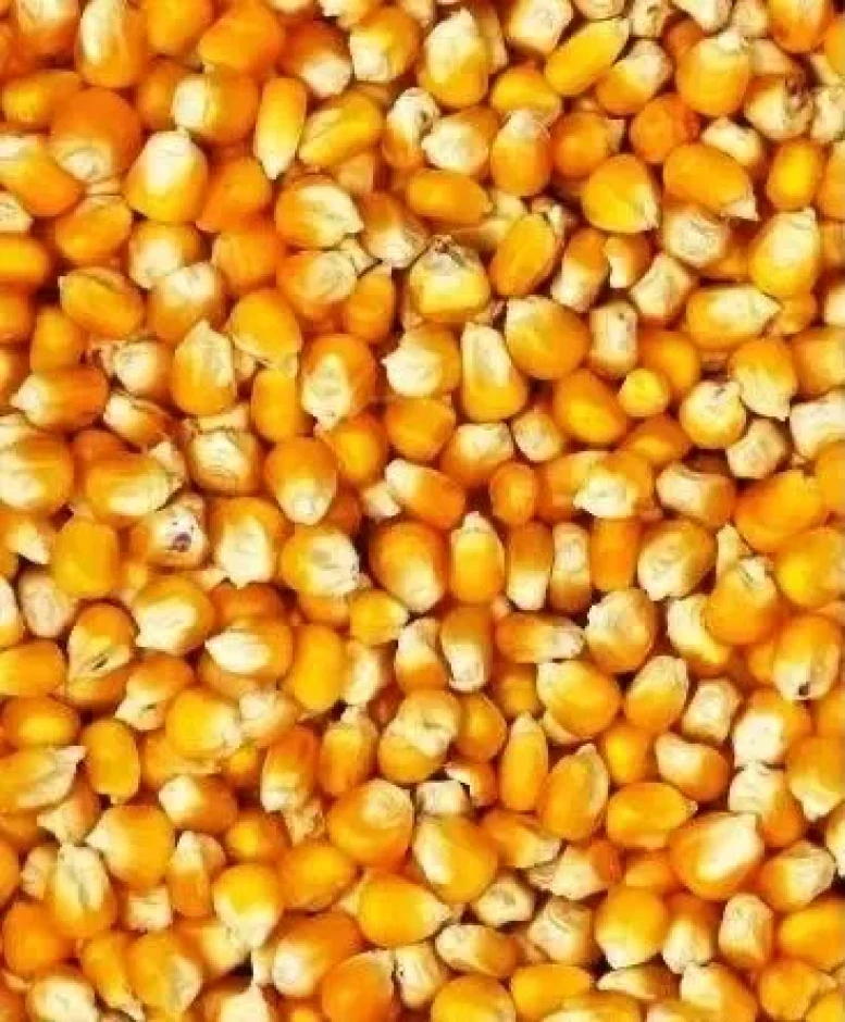 Fodder corn from the field. #1