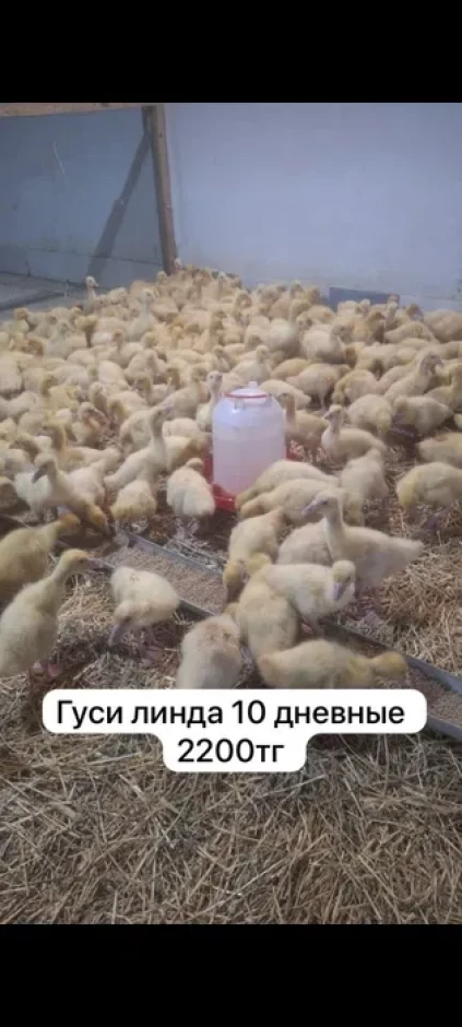 Гуси Линда 10 дневные оптом и в розницу #1