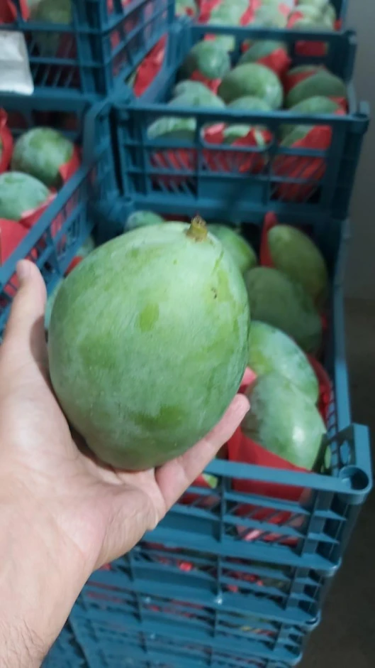 Mango from the manufacturer. #3