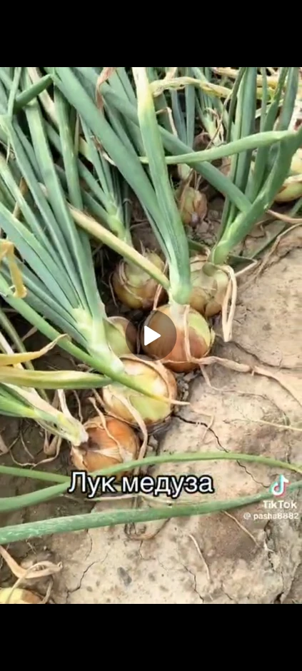 Лук #2