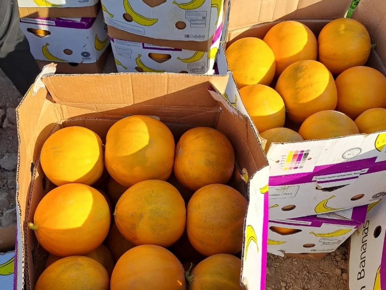Melon Kolkhoz woman (bokinka). #2