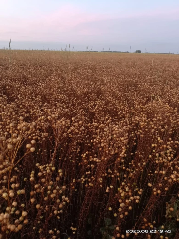 Продам семена канадского льна #1