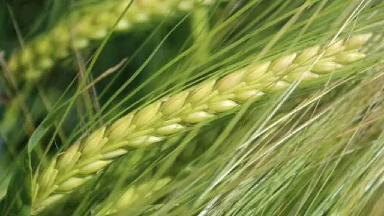Urgently! I will sell barley (ARPA), mowing this year. #1