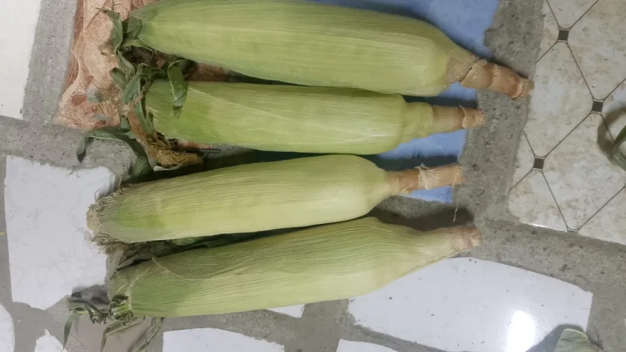 Сладкая кукуруза #2