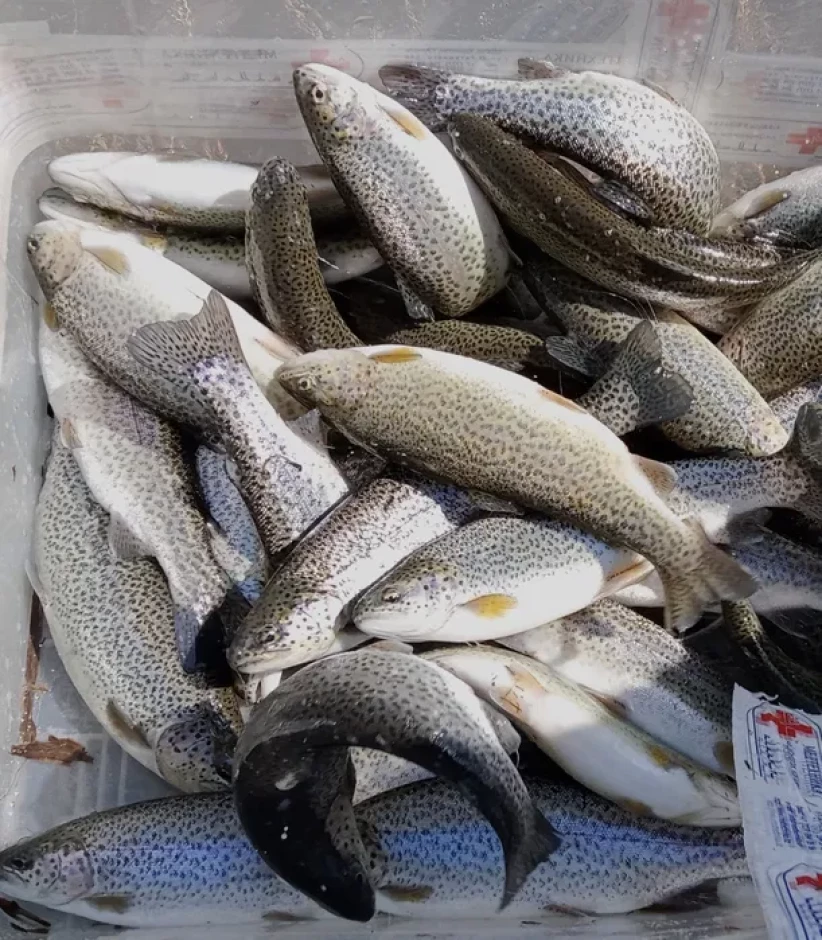 Форель, царьская рыба - 5 Форель, царьская рыба #5