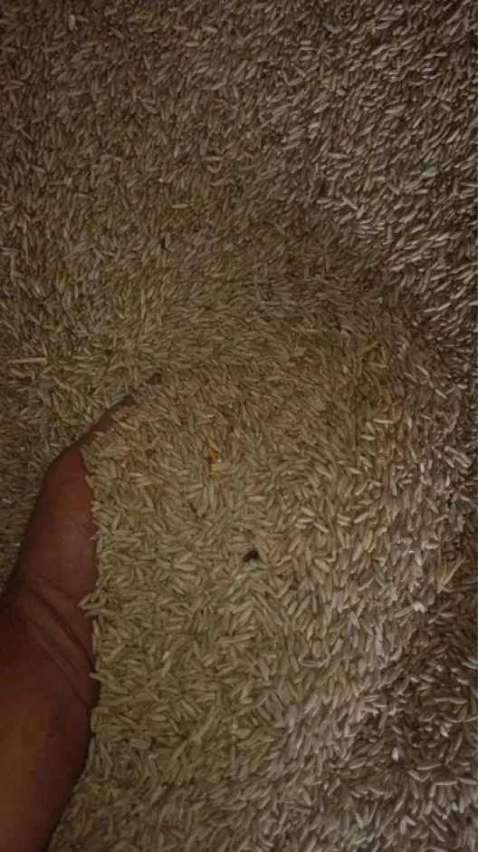 I will sell grain Rye. #3