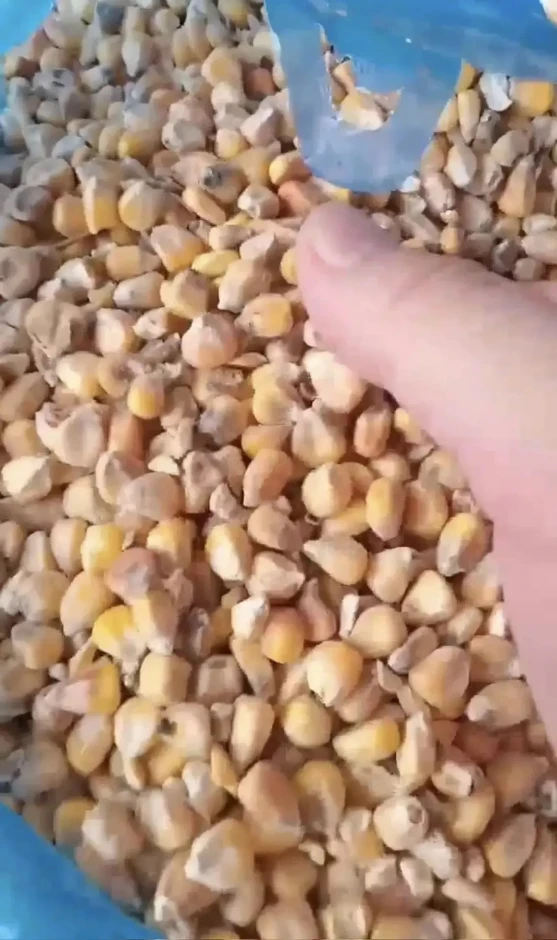 Corn. - 2 Corn. #2