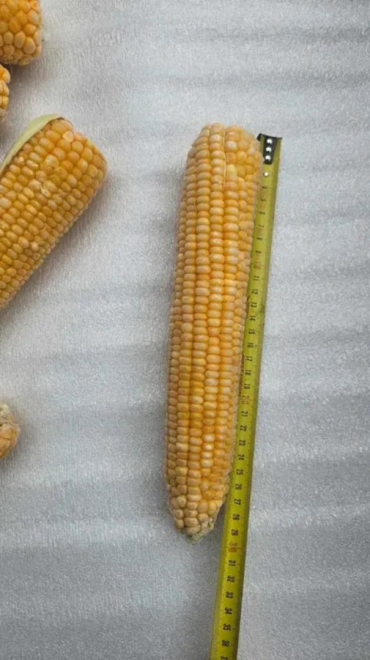 Кукуруза сладкая замороженная для варки #2