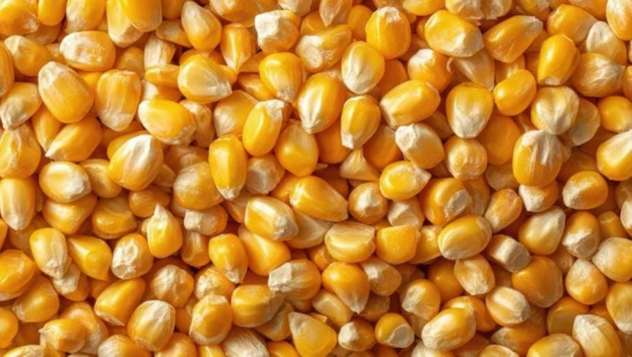 Продам Кукурузу #1