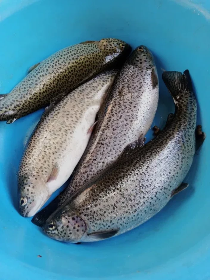 Форель, царьская рыба - 1 Форель, царьская рыба #1