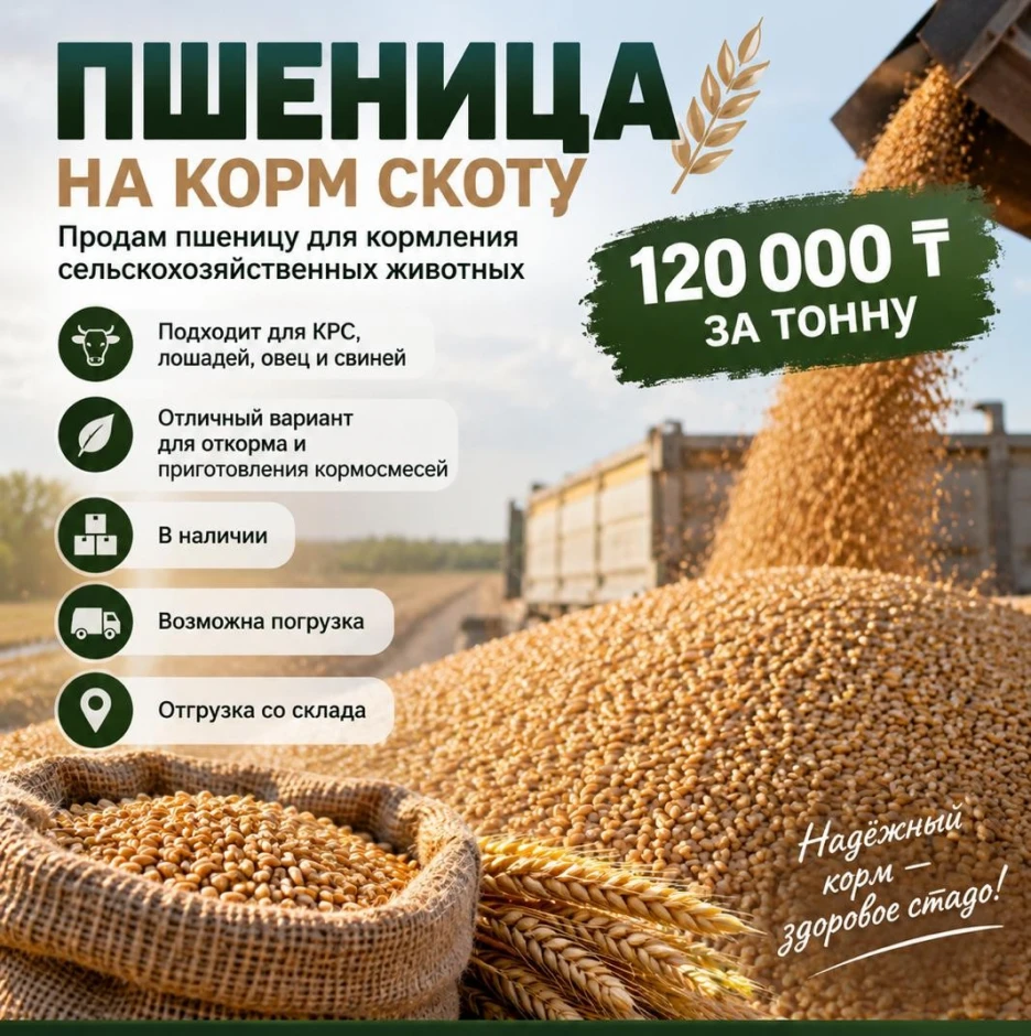 пшеница на корм #1