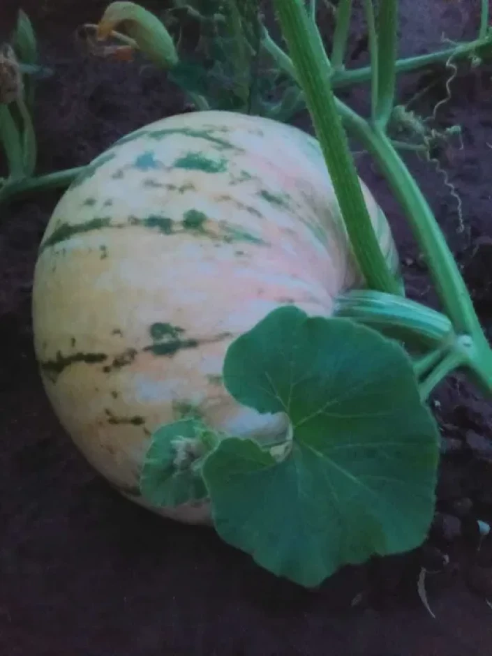 Продам тыкву оптом #1