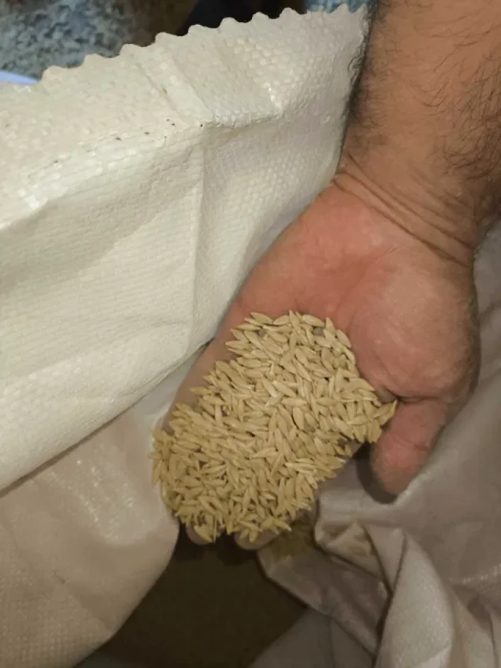 Арпа урык Семена ячменя #1