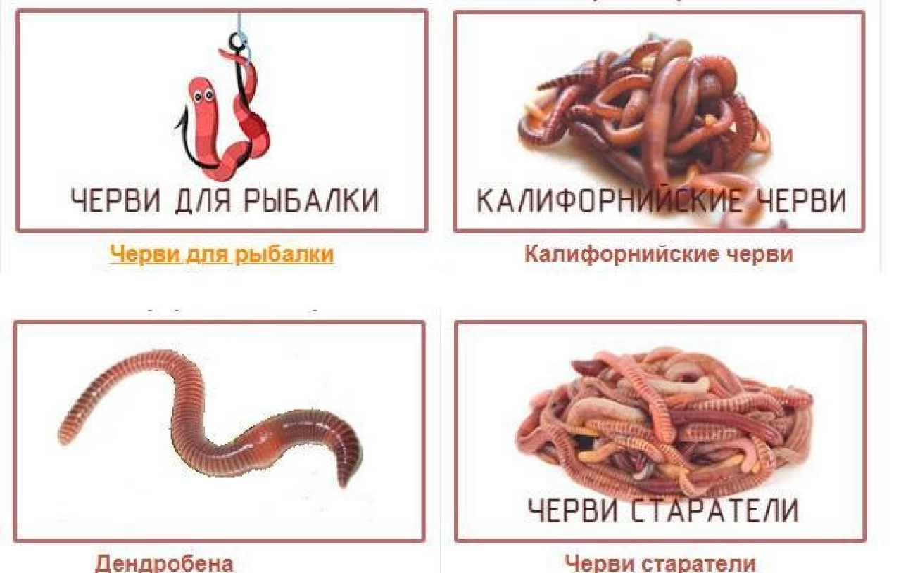 Вермикомпост - биогумус. Органическое удобрение #3