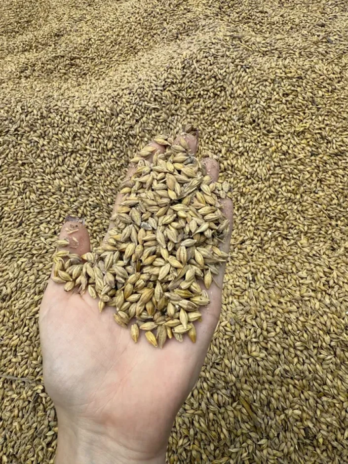I will sell barley in bags. #1