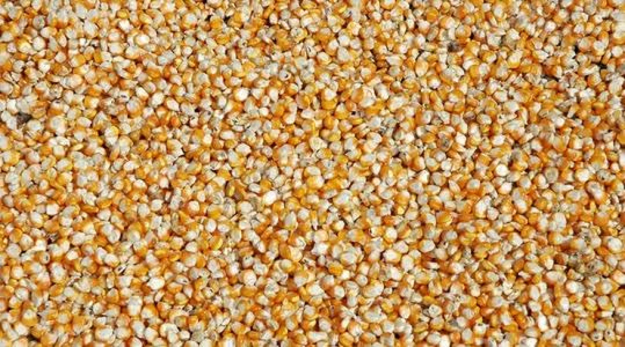 Corn in bulk 135,000/t, shipping included. #1